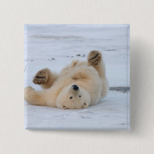 Badge Carré 5 Cm ours polaire, Ursus maritimus, ourson roulant 3