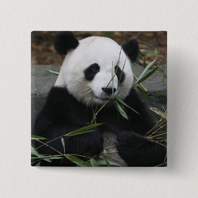 Badge Carré 5 Cm Panda géant (Devant)