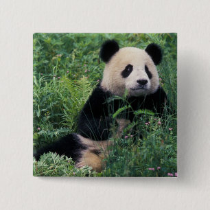 Badge Carré 5 Cm Panda géant dans l'herbe, vallée de Wolong, Sichua