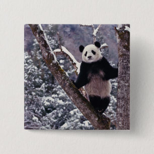 Badge Carré 5 Cm Panda géant debout sur un arbre, Wolong, Sichuan,