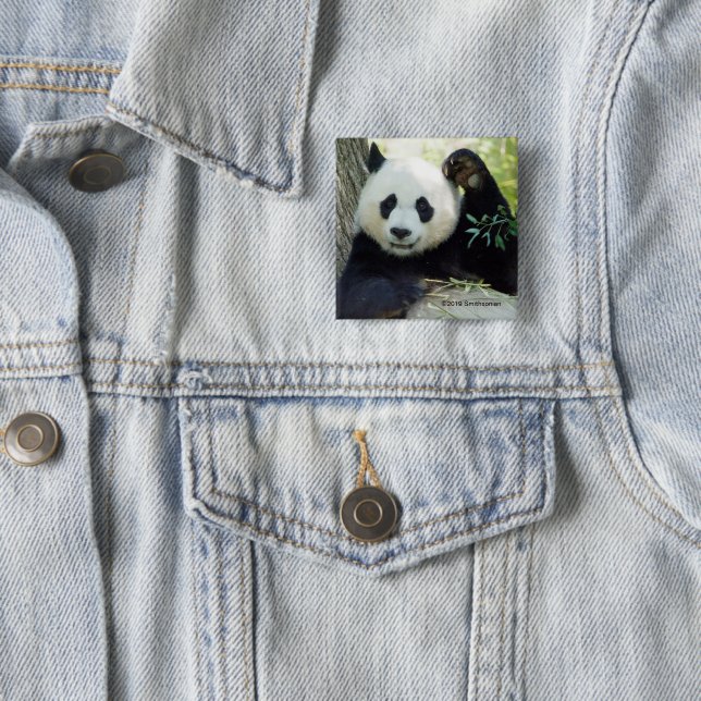 Badge Carré 5 Cm Panda géant se reposant contre l'arbre (En situation)