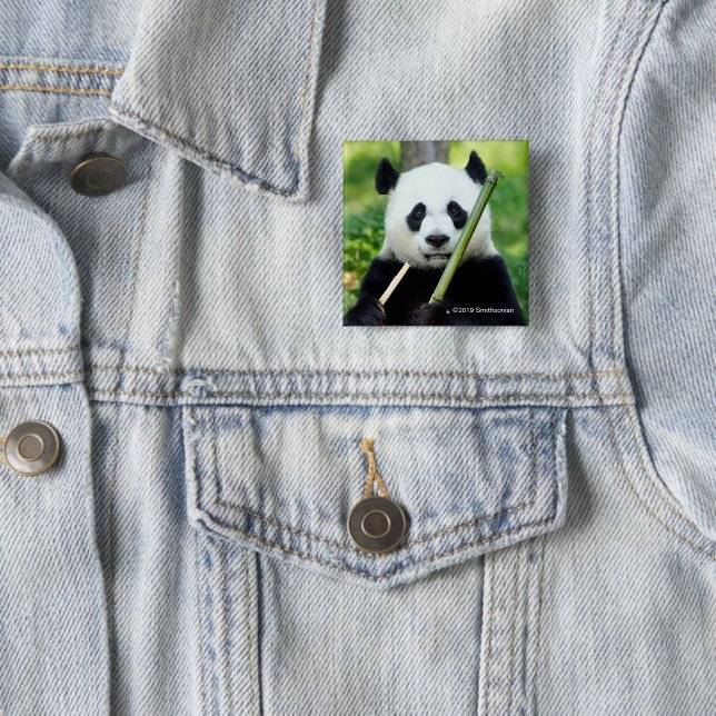 Badge Carré 5 Cm Panda géant tenant le bambou (En situation)