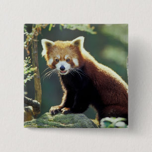 Badge Carré 5 Cm Panda rouge Ailurus fulgens)