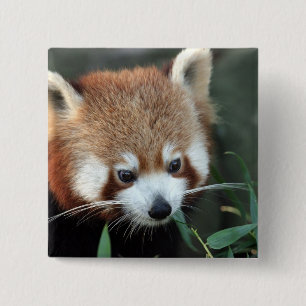 Badge Carré 5 Cm Panda roux, Taronga Zoo, Sydney, Australie