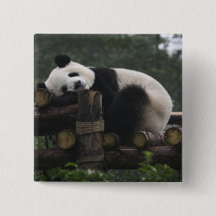 Badge Carré 5 Cm Pandas géants à la protection des pandas géants
