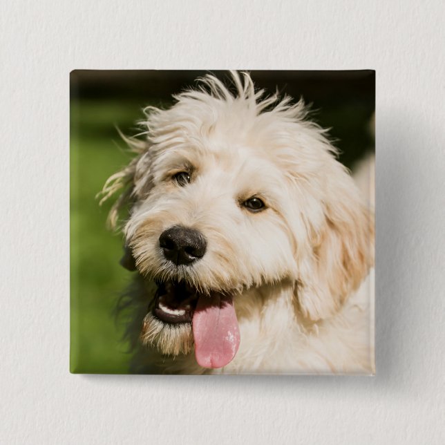Badge Carré 5 Cm Panneaux de chiot Goldendoodle (Devant)