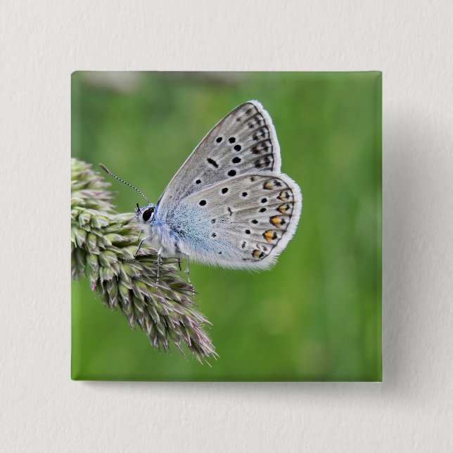 Badge Carré 5 Cm Papillon bleu commun sur l'herbe (Devant)