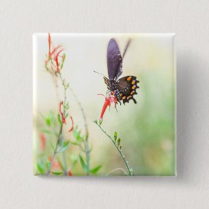 Badge Carré 5 Cm Papillon pipevine dans la lumière de l'après-midi