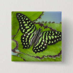 Badge Carré 5 Cm Papillon sur fond vert
