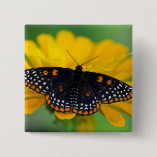 Badge Carré 5 Cm Papillon tacheté de Baltimore