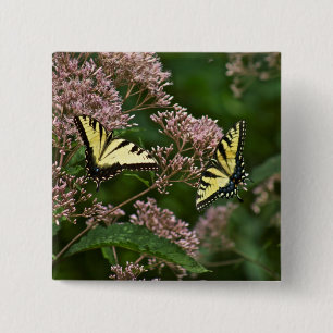Badge Carré 5 Cm Papillons Tiger Swallowtail sur la mauvaise herbe 