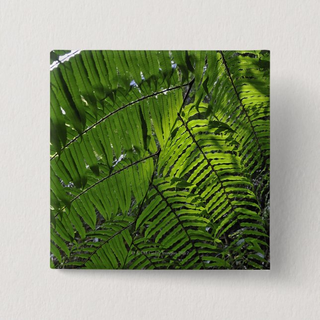 Badge Carré 5 Cm Parc national de Bach mA (Devant)