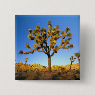 Badge Carré 5 Cm Parc national de Joshua Tree, Californie. États-Un