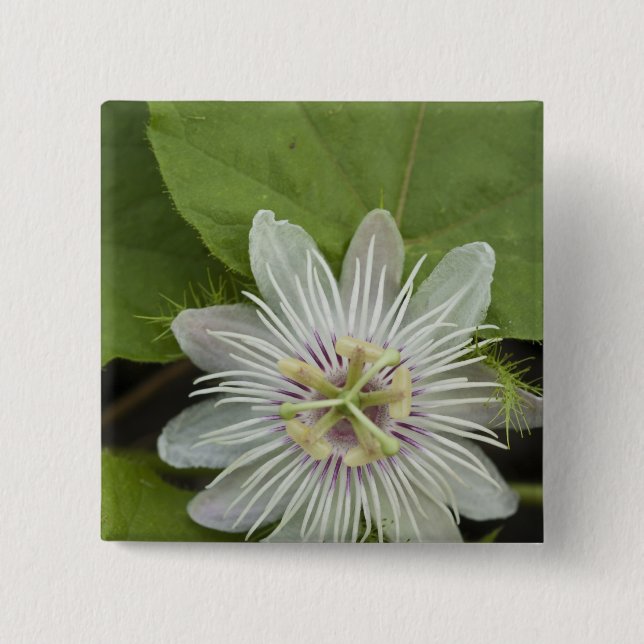 Badge Carré 5 Cm Passiflore de Galapagos Passiflora foetida (Devant)