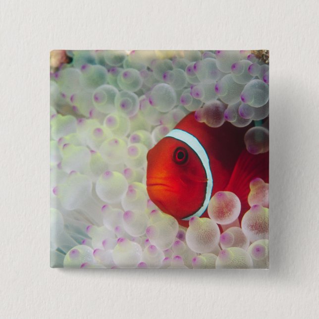 Badge Carré 5 Cm Paupau Nouvelle-Guinée, Grande barrière de corail, (Devant)