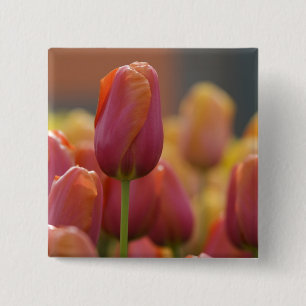 Badge Carré 5 Cm Pays-Bas aka Hollande), Lisse. Keukenhof 6