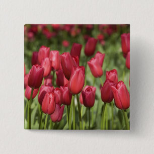 Badge Carré 5 Cm Pays-Bas (aussi appelé Hollande), Lisse. Keukenhof