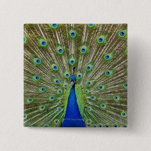 Badge Carré 5 Cm Peacock montrant ses plumes (Devant)