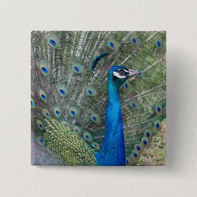 Badge Carré 5 Cm Peacock Photographie (Devant)