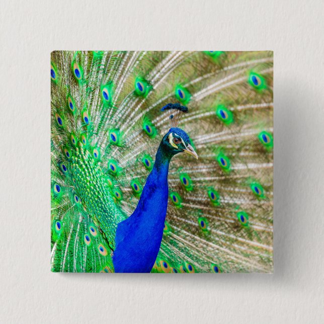 Badge Carré 5 Cm Peacock Plumage (Devant)