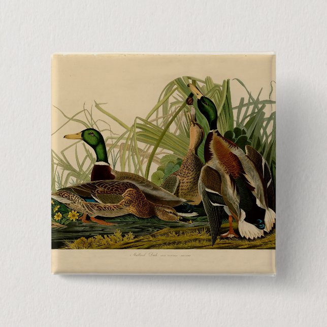 Badge Carré 5 Cm Peinture d'oiseaux de Mallard Duck Audubon (Devant)