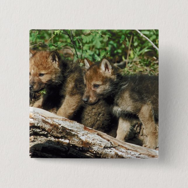 Badge Carré 5 Cm Petit loup de bois (Devant)