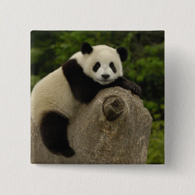 Badge Carré 5 Cm Petit panda géant (Devant)