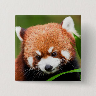 Badge Carré 5 Cm Petit Panda Rouge
