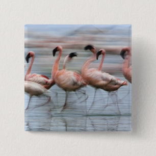 Badge Carré 5 Cm Petits Flamants en mouvement, Phoenicopterus