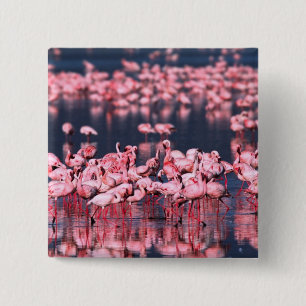 Badge Carré 5 Cm Petits Flamants roses (Phoeniconaias mineur), Afri