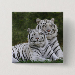Badge Carré 5 Cm phase blanche, Tigre du Bengale, Tigris