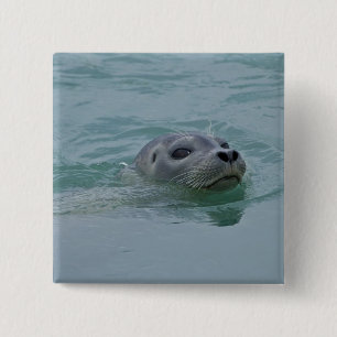 Badge Carré 5 Cm Phoque commun nageant dans le lac glaciaire Jokuls