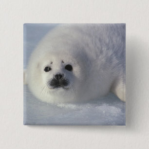 Badge Carré 5 Cm Phoque du Groenland (Phoca groenlandica) Un phoque