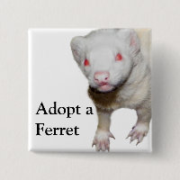 Photo Albino Ferret