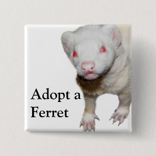 Badge Carré 5 Cm Photo Albino Ferret