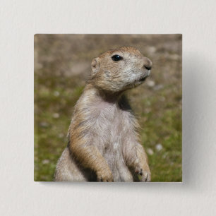 Badge Carré 5 Cm Photo de faune de chien de prairie à queue noire