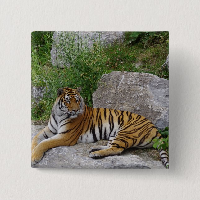 Badge Carré 5 Cm Photo de portrait d'un tigre de Sibérie (Devant)
