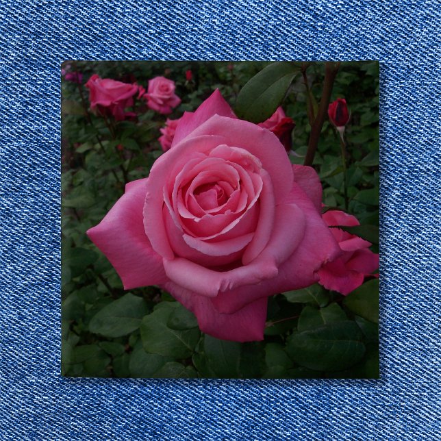 Badge Carré 5 Cm Photo de rose rose (Pink Rose Button)