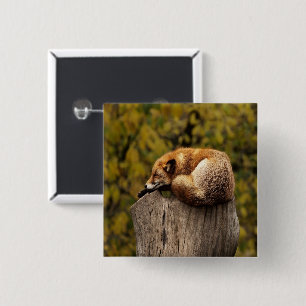 Badge Carré 5 Cm photo fox dormant