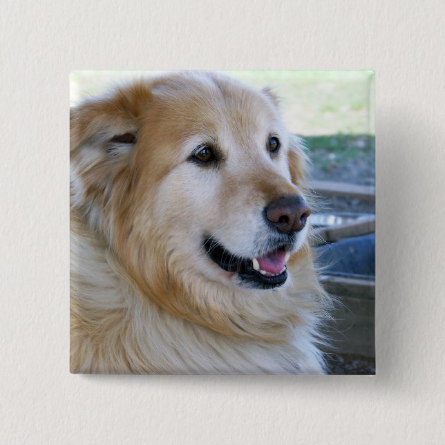Badge Carré 5 Cm Photo Golden Retriever (Devant)