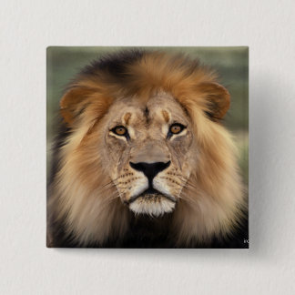 Badge Carré 5 Cm Photographie des lions