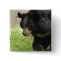 Pin asiatique d'ours noir