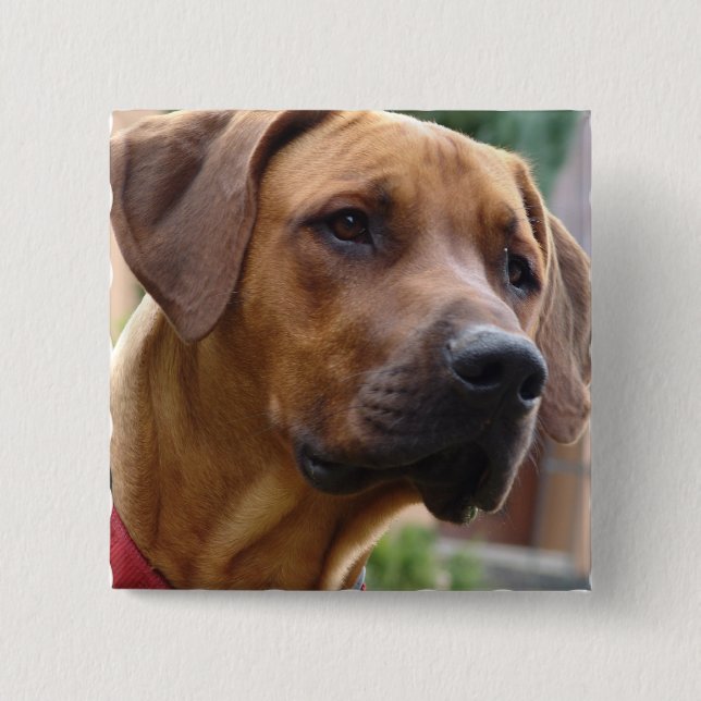 Badge Carré 5 Cm Pin carré de Rhodesian Ridgeback (Devant)