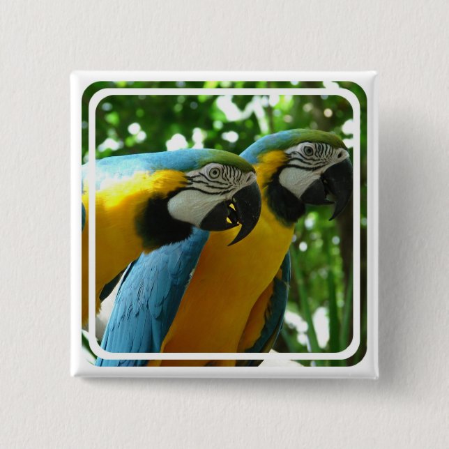 Badge Carré 5 Cm Pin d'ara de bleu et d'or (Devant)