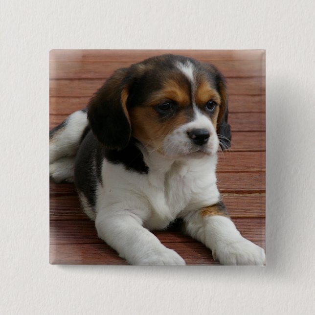 Badge Carré 5 Cm Pin de carré de chiot de beagle (Devant)