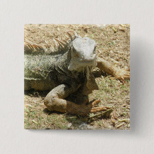 Badge Carré 5 Cm Pin de carré de lézard d'iguane
