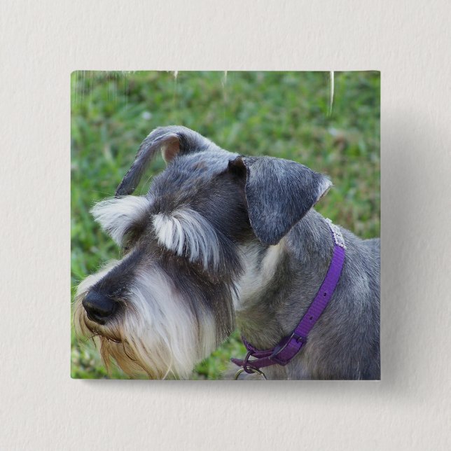Badge Carré 5 Cm Pin de Schnauzer (Devant)
