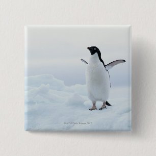 Badge Carré 5 Cm Pingouin d'Adelie, Antarctique