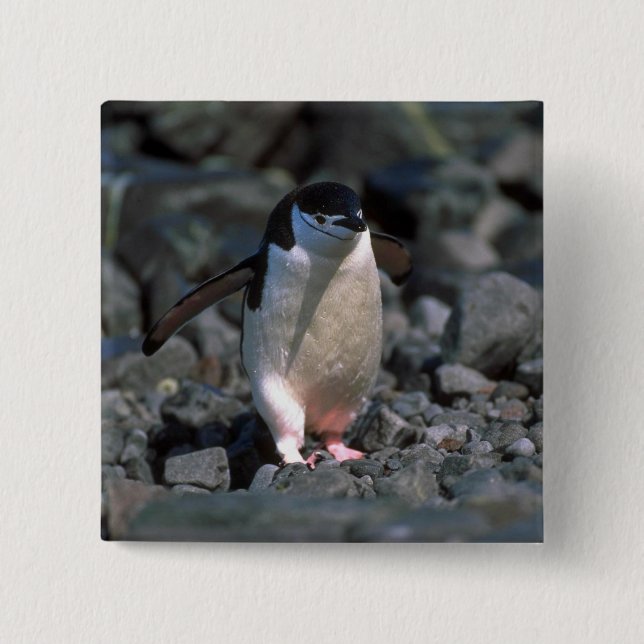 Badge Carré 5 Cm Pingouin de jugulaire (Devant)