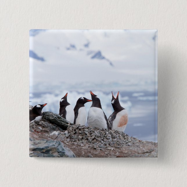Badge Carré 5 Cm Pingouins en Antarctique (Devant)
